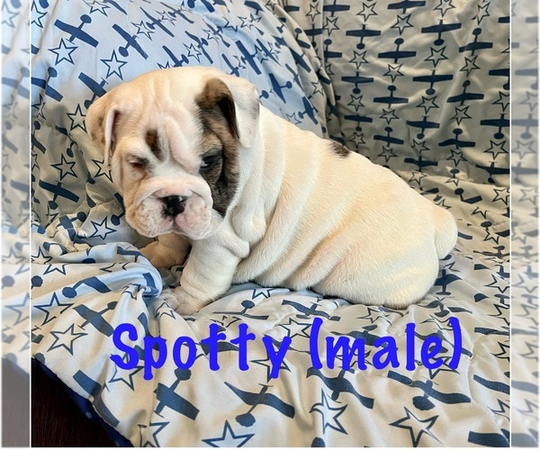 Medium Photo #1 English Bulldog Puppy For Sale in TWIN FALLS, ID, USA