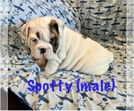 Small Photo #1 English Bulldog Puppy For Sale in TWIN FALLS, ID, USA