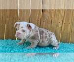 Small Photo #2 English Bulldog Puppy For Sale in CHECOTAH, OK, USA