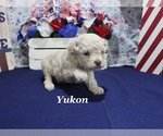 Small #10 Poodle (Toy)