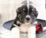 Small Photo #17 Australian Shepherd Puppy For Sale in STAFFORD, VA, USA