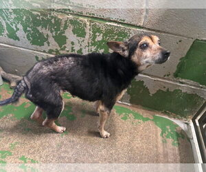 Pin Pin - Not at shelter available 10/26 - Female Chipin Dog for Adoption - Photo #2