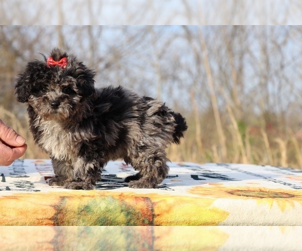 Medium Photo #2 ShihPoo Puppy For Sale in DYERSBURG, TN, USA