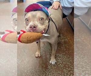Celine Dion - Female American Pit Bull Terrier Dog for Adoption - Photo #6