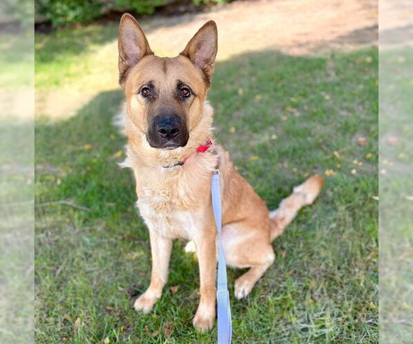 Medium Photo #1 German Shepherd Dog-Unknown Mix Puppy For Sale in Minneapolis, MN, USA