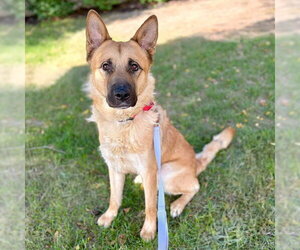 German Shepherd Dog-Unknown Mix Dogs for adoption in Minneapolis, MN, USA