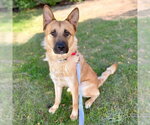 TONKA - Male German Shepherd Dog-Unknown Mix Dog for Adoption - Small photo