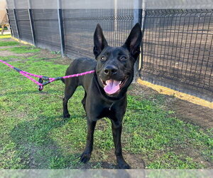 German Shepherd Dog Dogs for adoption in Orange, CA, USA