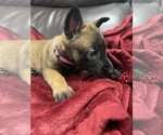 Small Photo #62 Belgian Malinois Puppy For Sale in REESEVILLE, WI, USA