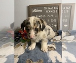 Small Photo #28 Welsh Cardigan Corgi Puppy For Sale in SUN PRAIRIE, WI, USA