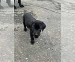 Small #7 Labrador Retriever