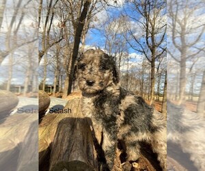 Goldendoodle Puppy for sale in HARRISONBURG, VA, USA