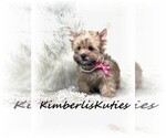 Small Photo #6 Yorkshire Terrier Puppy For Sale in LIPAN, TX, USA