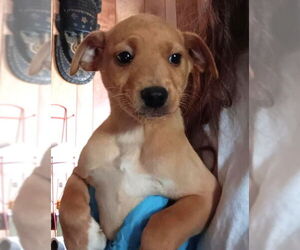 Toxirn Dogs for adoption in Grafton, WI, USA