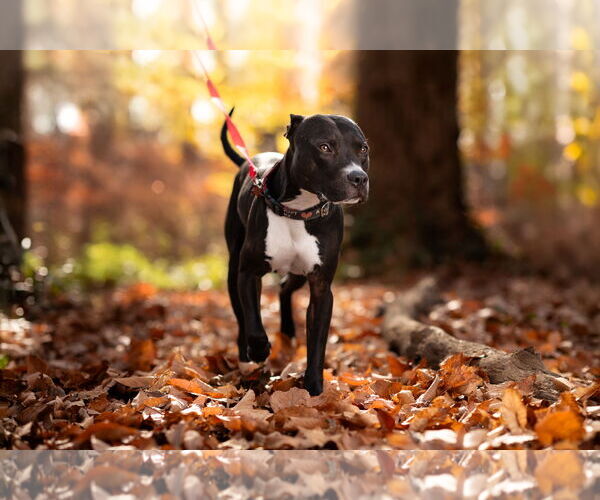 Medium Photo #8 American Pit Bull Terrier Puppy For Sale in Alexandria, VA, USA