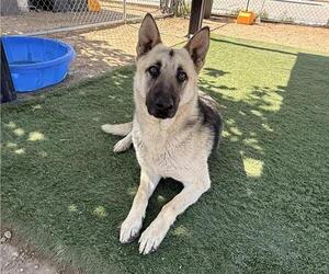 German Shepherd Dog Dogs for adoption in HESPERIA, CA, USA