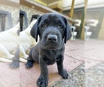 Small #3 Labrador Retriever