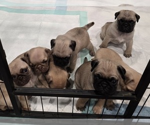 Pug Puppy for sale in ANDOVER, MN, USA