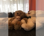Puppy 1 Bichpoo