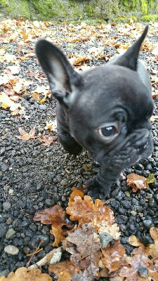 Medium Photo #1 French Bulldog Puppy For Sale in GRAPEVIEW, WA, USA
