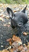 Small Photo #1 French Bulldog Puppy For Sale in GRAPEVIEW, WA, USA