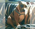 Small #6 Bullypit