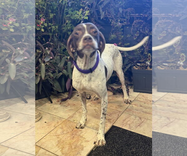 Medium Photo #2 Pointer-Unknown Mix Puppy For Sale in Leavenworth, KS, USA