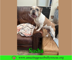 Small #2 French Bulldog