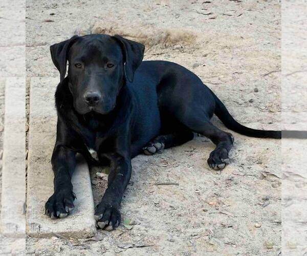 Medium Photo #3 Labrador Retriever-Unknown Mix Puppy For Sale in Yardley, PA, USA