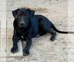 Small #2 Labrador Retriever Mix