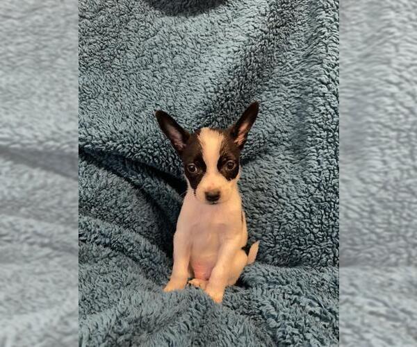 Medium Photo #1 Rat Terrier Puppy For Sale in San Antonio, TX, USA