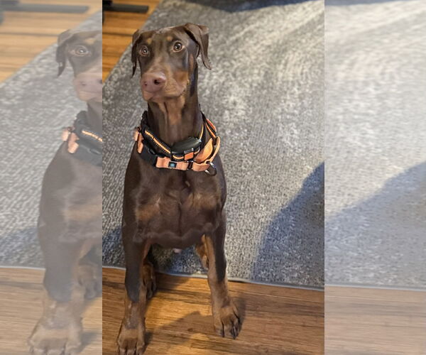 Medium Photo #5 Doberman Pinscher Puppy For Sale in Minneaoplis, MN, USA