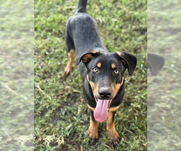 Medium Photo #2 German Shepherd Dog-Unknown Mix Puppy For Sale in Riverside, CA, USA