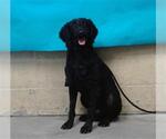 Small Poodle (Miniature)