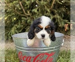 Small #3 Cavalier King Charles Spaniel-Miniature Bernedoodle Mix