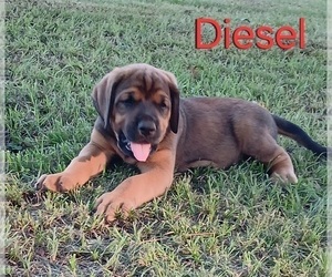 Medium Doberman Pinscher
