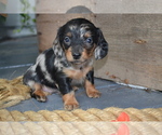 Puppy Talia Dachshund