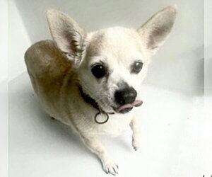 Chihuahua Dogs for adoption in Houston, TX, USA
