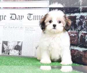 Zuchon Puppy for sale in BEL AIR, MD, USA