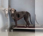 Small #4 Great Dane