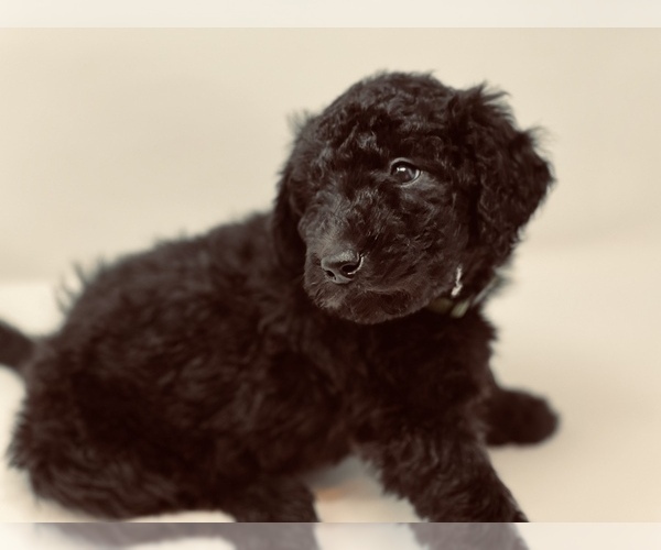 Medium Photo #5 Goldendoodle Puppy For Sale in WEST LINN, OR, USA