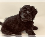 Small Photo #5 Goldendoodle Puppy For Sale in WEST LINN, OR, USA