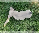 Small Photo #5 French Bulldog Puppy For Sale in PASCO, WA, USA