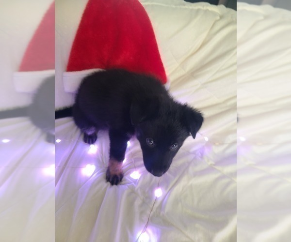 Medium Photo #9 German Shepherd Dog Puppy For Sale in MONTREAL, MO, USA