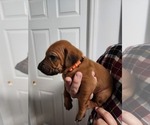 Small Photo #1 Rhodesian Ridgeback Puppy For Sale in HOLLYWOOD, SC, USA