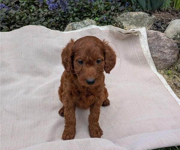 Medium Photo #2 Irish Doodle Puppy For Sale in GOSHEN, IN, USA