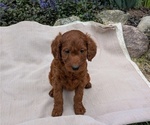 Puppy Zoey Irish Doodle