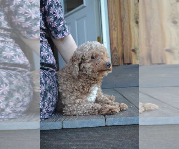 Medium Photo #1 Cavapoo (Miniature) Puppy For Sale in GREENWOOD, WI, USA