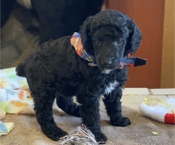 Medium Photo #18 Poodle (Standard) Puppy For Sale in CHETEK, WI, USA