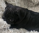 Small #2 Pug